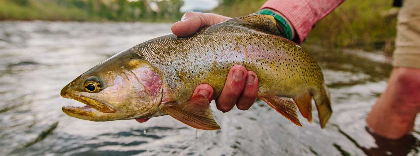 Vail Valley Anglers Colorado River Fly Fishing Reports in Vail, Colorado