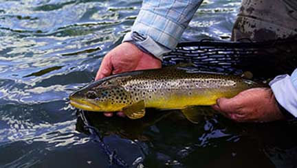 Roaring Fork River – Male holding Brown Trout in Glenwood Springs, CO.