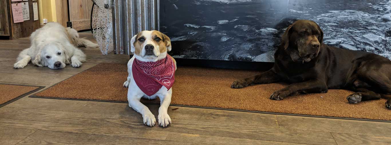 Vail Valley Anglers Shop Dogs