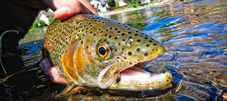 Fly-Fishing with Vail Valley Anglers
