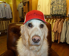 Shop Dog: Hatch