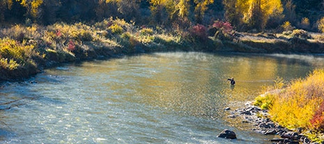 Wade Fly Fishing Birds Eye