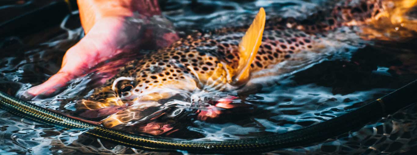 Fly Fishing with Vail Valley Anglers in Vail Colorado