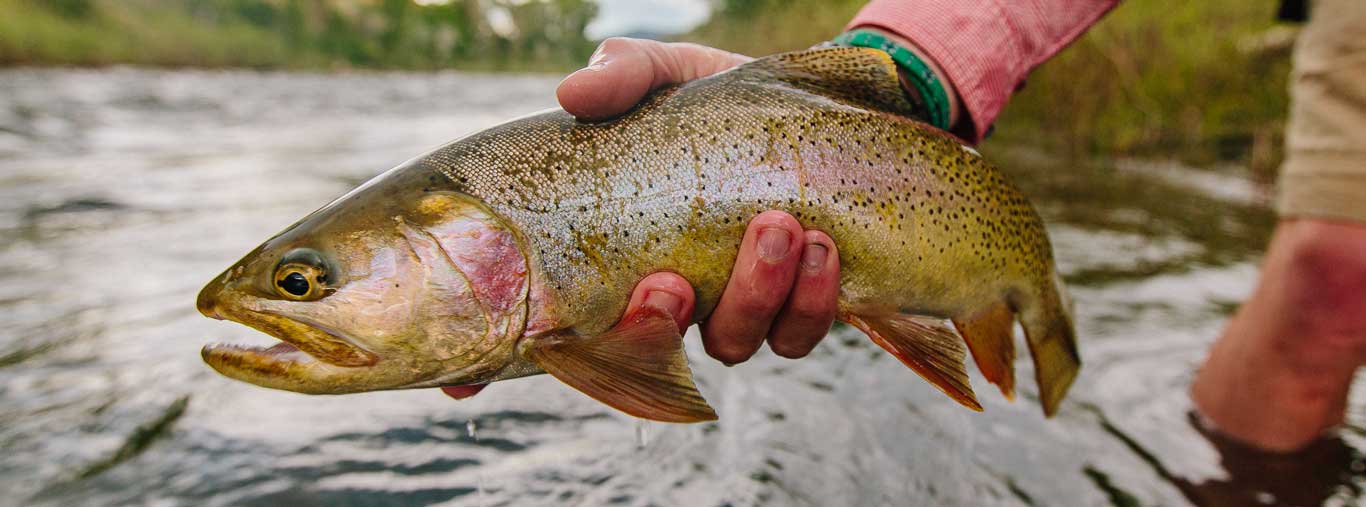 Fly Fishing with Vail Valley Angelers in Vail, Colorado