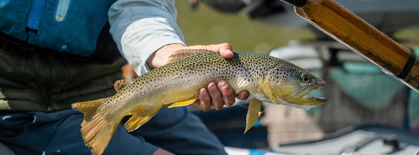 An angler displays a brown trout on a guided fishing trip on a river in Colorado.