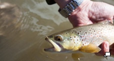 Brown Trout