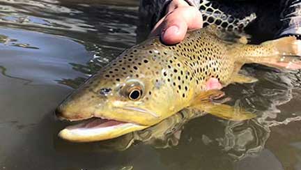 Eagle River – Male holding Brown Trout in Edwards, CO.