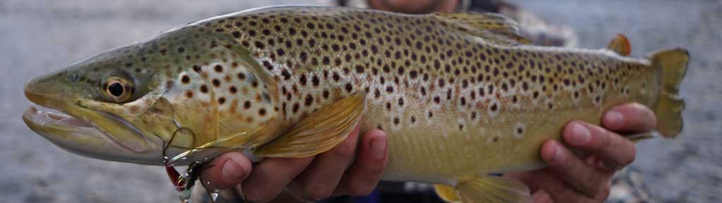 Speciality Guided Fly Fishing Trips in Vail, CO