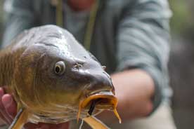 Carp on the Fly Guided Float Fishing Trips