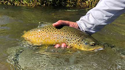 Gore Creek – Male holding Brown Trout above black net in Vail, CO.